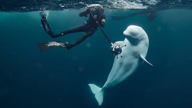 #Hvaldimir, Conversation With a Spy Whale
