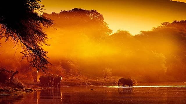 Zambezi: Force of Life