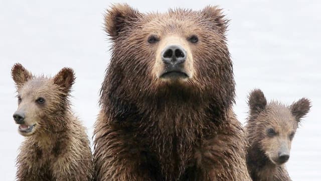 Bearland