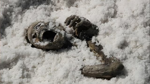Under the Salt