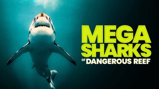 Megasharks of Dangerous Reef