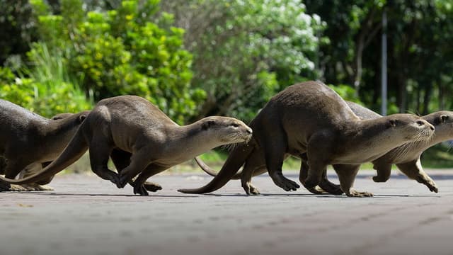 Uptown Otters