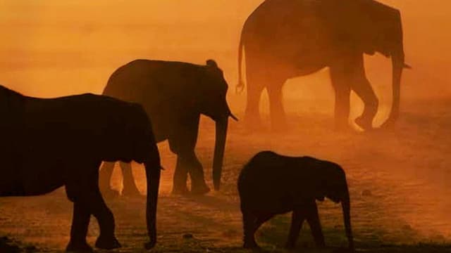 Disneynature: Migration